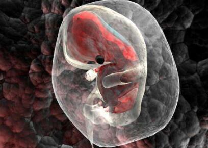 胚胎在试管移植过后都会经历那些过程？