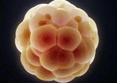 胚胎分为哪三种你了解吗？做试