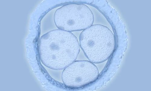 鲜胚和冻胚哪个质量好？上海试管婴儿为您解答！