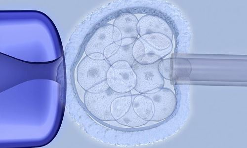 鲜胚和冻胚哪个质量好？上海试管婴儿为您解答！