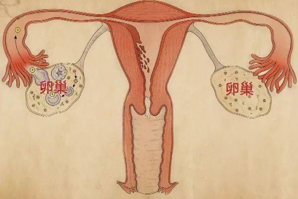 雌激素的秘密：揭秘它如何主宰女性的月经周期