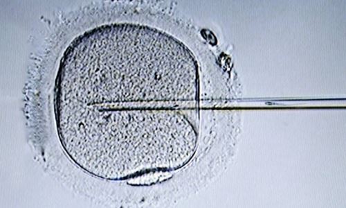 成功养囊需要具备哪些条件的胚胎？